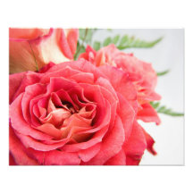 Roses roses veloutés photographies d’art