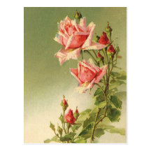 Roses roses vintages de jardin pour la Saint-Valen Cartes Postales