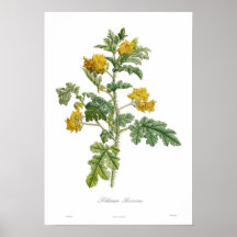 Rostratum de solanum affiches