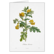 Rostratum de solanum cartes