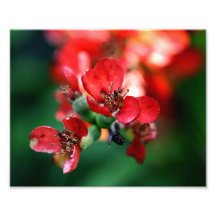 Rouge floral photographies