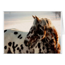 Rouillé l'Appaloosa Carte De Vœux