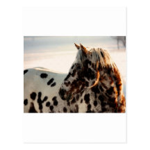 Rouillé l'Appaloosa Carte Postale