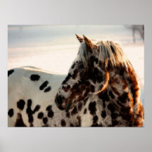 Rouillé l'Appaloosa Affiches
