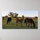 Route Horsies Posters