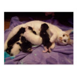 Roxy avec la carte postale de minous