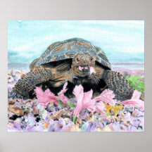 Roxy la tortue posters
