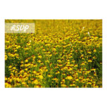 RSVP Sunflower Photo on Black Cards