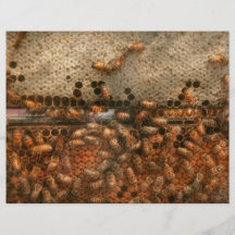 Rucher - abeille - succès doux prospectus personnalisés