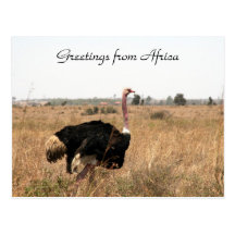 salutations d'autruche carte postale