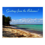 Salutations de Bahamas ! Carte Postale