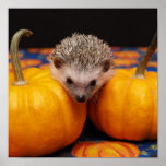 Salutations de Halloween de hérisson Posters