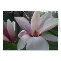 Salutations de magnolia cartes