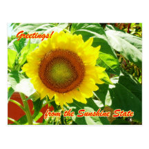 Salutations de tournesol ! carte postale
