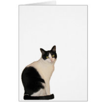 Sammy le chat cartes de vœux
