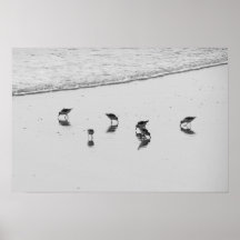 Sanderlings Affiche