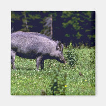 Sanglier Aimants Pour Réfrigérateur