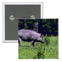 Sanglier Badge Avec Épingle