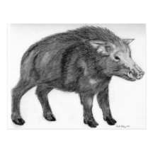 Sanglier, position défensive carte postale