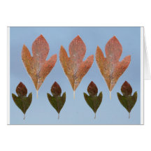 Sassafras de danse cartes de vœux