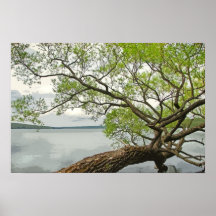 Saule au lac affiches