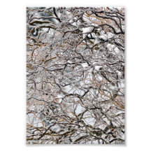 saule du tire-bouchon 5X7 couvert en glace Impressions Photo