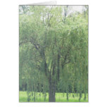 Saule pleurant cartes