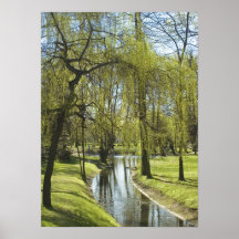Saule pleurant posters