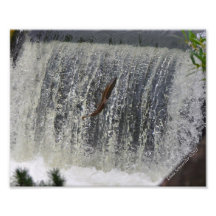 saumon 8X10 sautant les automnes Photographie D’art