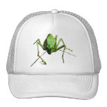 Sauterelle Casquettes