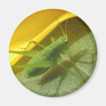 Sauterelles Aimants Pour Réfrigérateur