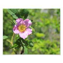 Sauvage rose s'est levé impressions photo