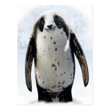 Sauvez le Panguin ! Carte Postale