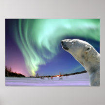 Sauvez les ours blancs mis en danger posters