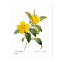 Scandens de Dillenia Cartes Postales