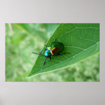Scarabée d'apocyn posters