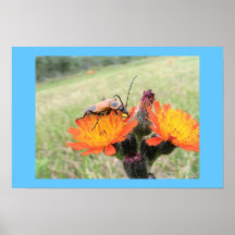 Scarabée orange sur l'mauvaise herbe du feu posters