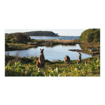 Scène animale indigène australienne photocartes personnalisées