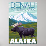 Scène d'orignaux - parc national de Denali, Alaska Affiches
