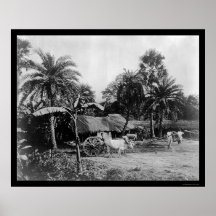 Scène Sénégal Afrique 1898 de village de chariot d Posters