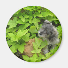 Schnauzer Aimant