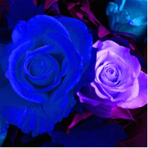 Sculpture bleue en photo de rose de pourpre photo en relief