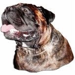 Sculpture customisée en aimant de Bullmastiff Brin Photo Sculpture