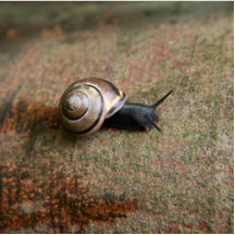 Sculpture en aimant d'escargot photo en relief
