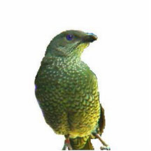 Sculpture en Bowerbird de satin Découpage En Acrylique