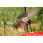 Sculpture en colibri photo sculpture