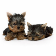 Sculpture en photo de chiots de Yorkshire Terrier Photo En Découpe
