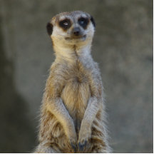 Sculpture en photo de garde de Meerkat Photo Sculptures