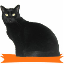 Sculpture en photo de partie de Halloween de chat  Photo Sculpture