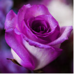 Sculpture en photo de rose de pourpre photos en relief